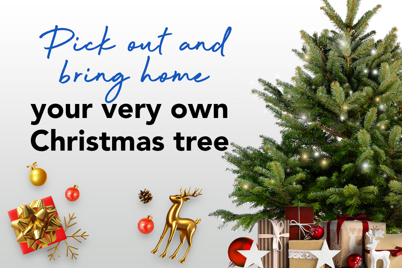 Pick out and bring home your very own Christmas tree at FairPrice