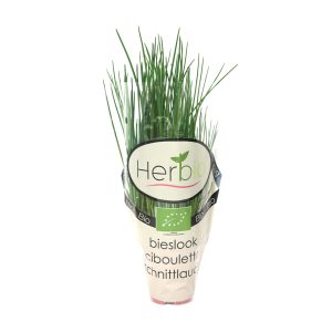 Gourmet Potted Chives