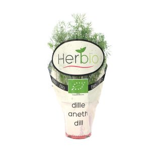 Gourmet Potted Dill