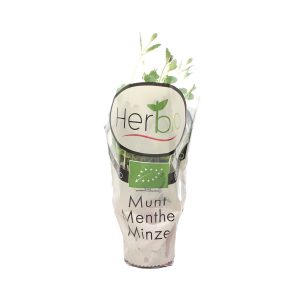 Gourmet Potted Mint