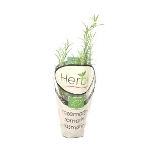 Gourmet Potted Rosemary
