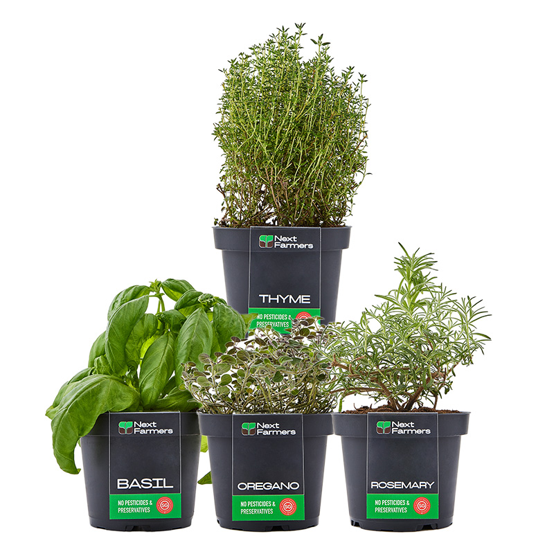 IFFI - Potted Greens (Herbs)