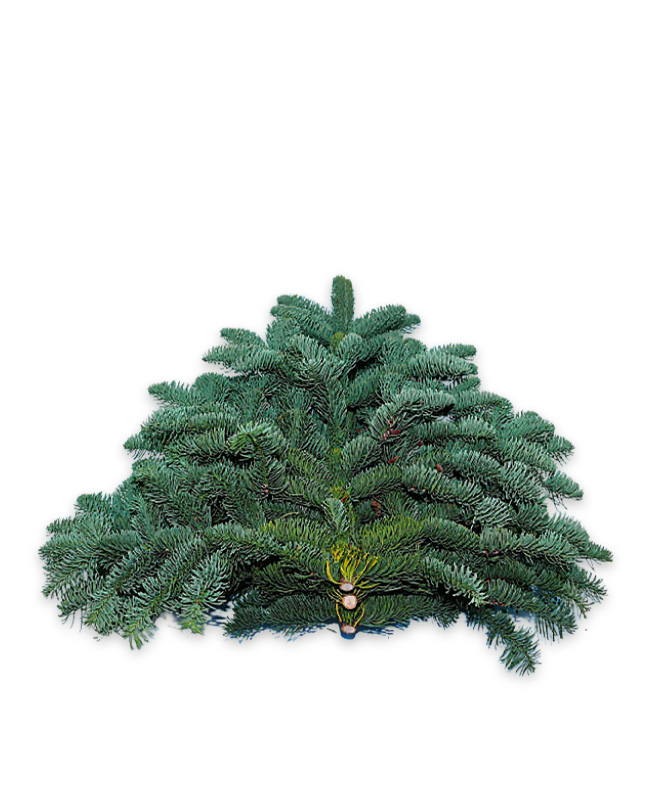 Nobilis Fir Branches at selected FairPrice stores