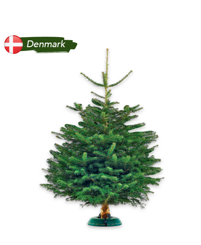 Nordmann Fir Christmas Tree at selected FairPrice stores