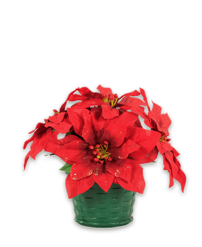 Poinsettia at selected FairPrice stores