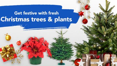 Get festive with fresh Christmas trees & plants at selected FairPrice stores