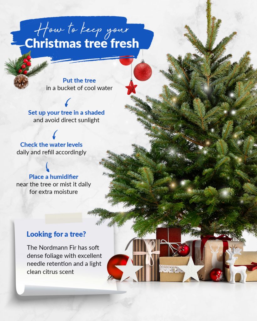 How to keep your Christmas tress fresh